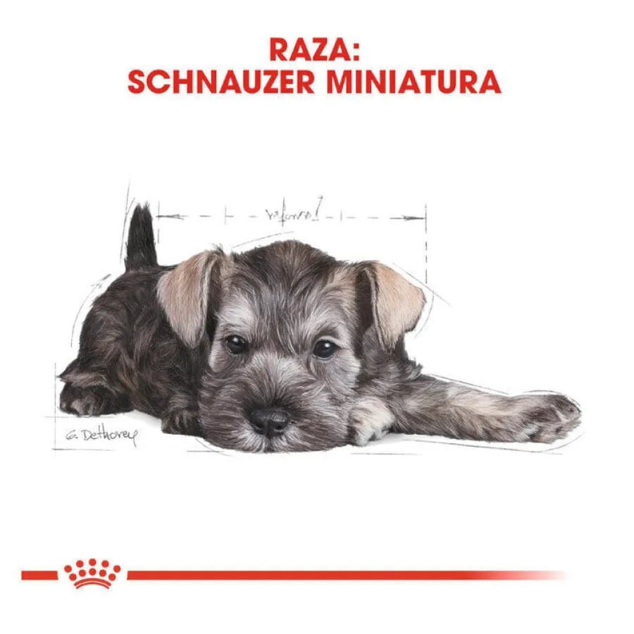 Royal Canin Puppy Miniature Schnauzer pienso para perros