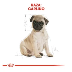 Royal Canin Puppy Pug pienso para perros Sale