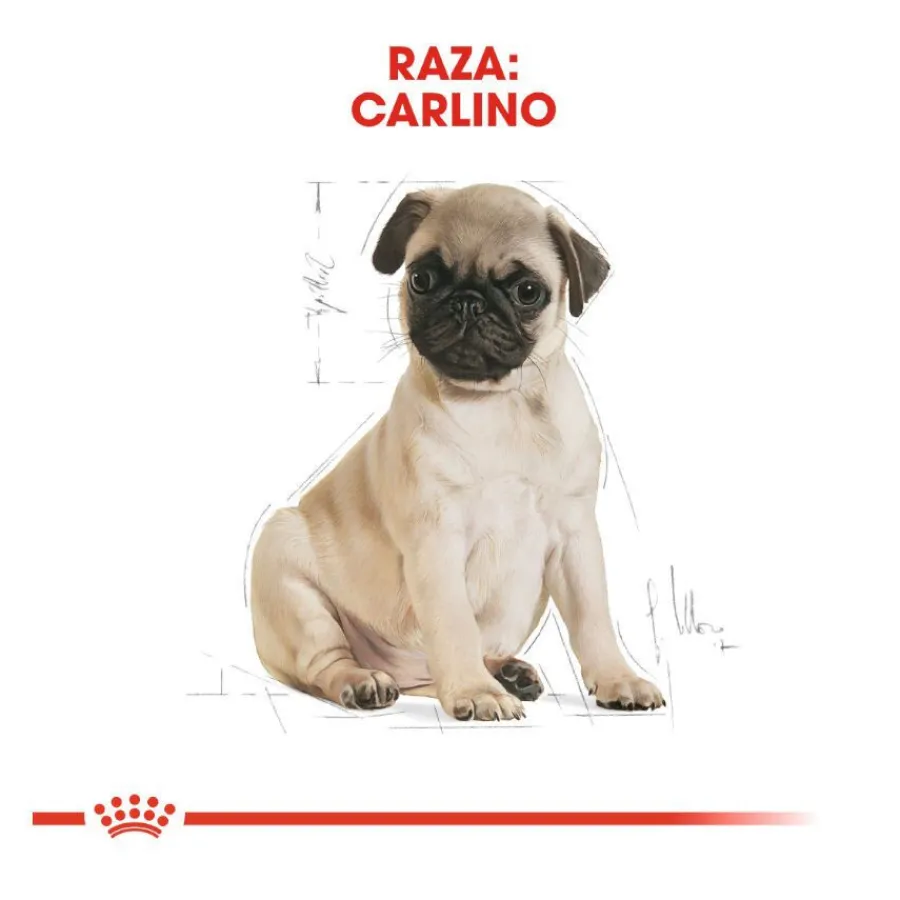 Royal Canin Puppy Pug pienso para perros Sale