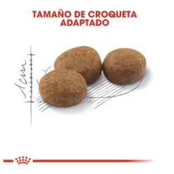 Royal Canin Regular Sterilised 37 pienso para gatos Sale