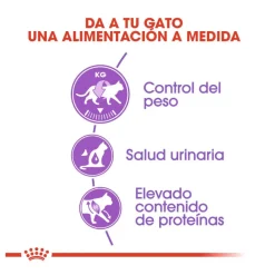 Royal Canin Regular Sterilised 37 pienso para gatos Sale
