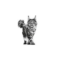Royal Canin Senior Consult Stage 2 sobre para gatos Best