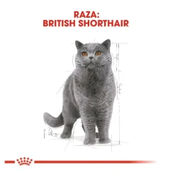 Royal Canin Sobre en Salsa British Shorthair Adult New