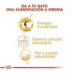 Royal Canin Sobre en Salsa British Shorthair Adult New
