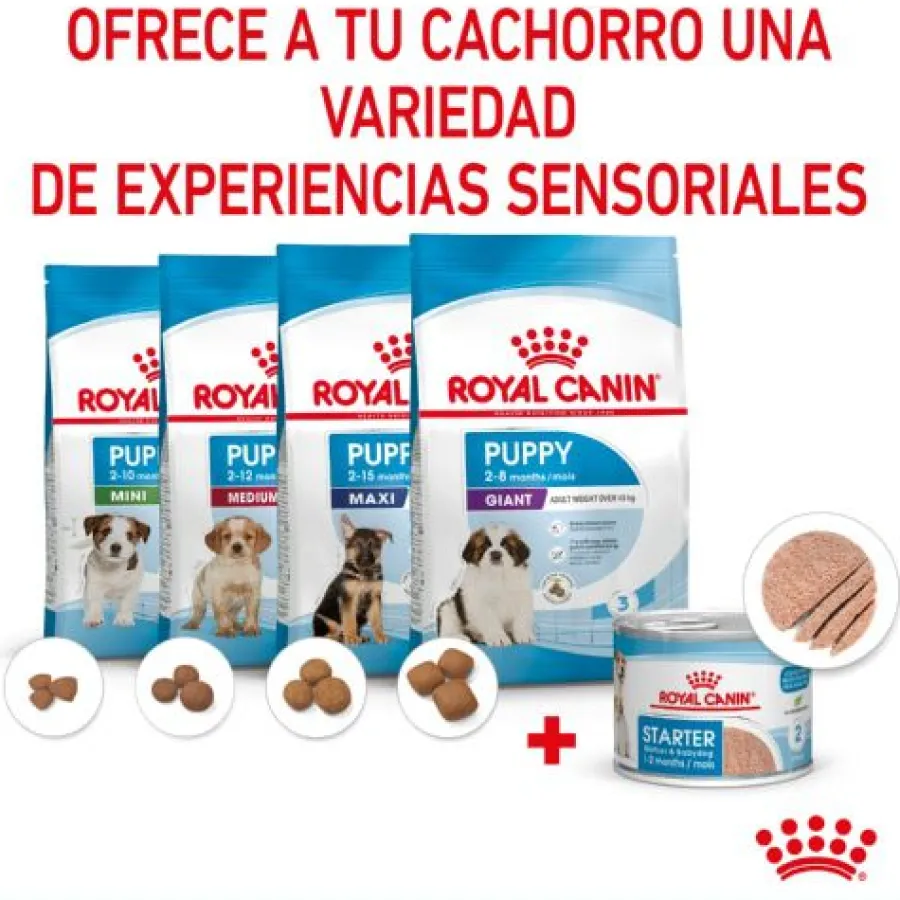 Royal Canin Starter Mommy & Baby mousse latas para perros