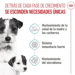 Royal Canin Starter MotheryBaby Mini pienso para perros Online