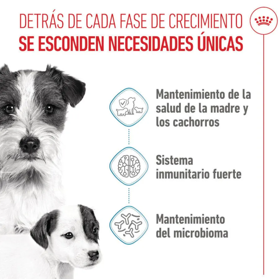 Royal Canin Starter MotheryBaby Mini pienso para perros Online