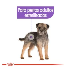 Royal Canin Sterilised Mini pienso para perros New