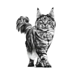 Royal Canin Veterinary Renal pienso para gatos Best