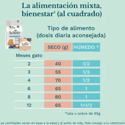 Schesir Kitten pollo con aloe latas para gatitos Best