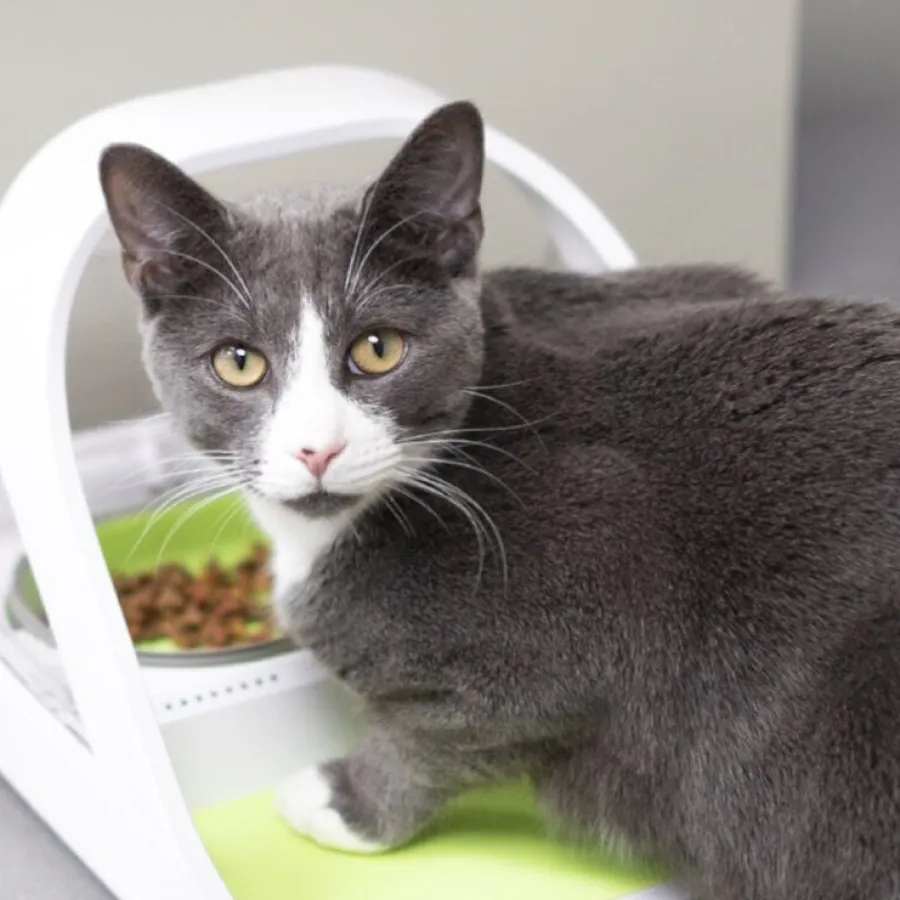 Sure Petcare Surefeed Comedero Automático con Microchip Hot