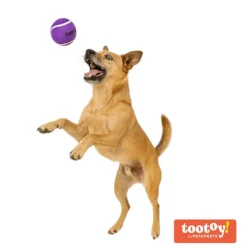 Tootoy! Chase Squeaker Ball Morada pelota de tenis para perros New