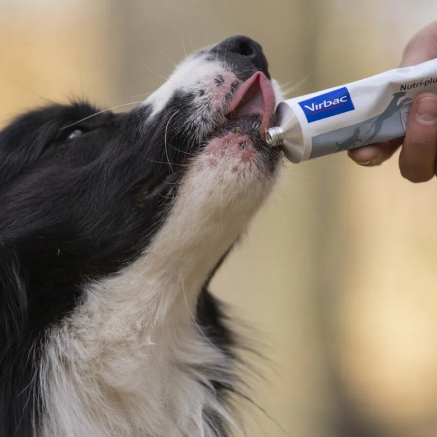 Virbac Nutri-plus gel Suplemento para perros y gatos Clearance