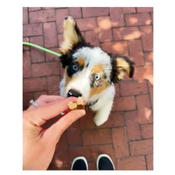 Whimzees Puppy XS/S Snacks Dentales Naturales para cachorros Outlet