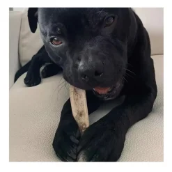 Wild Balance Asta de Ciervo partida mordedor para perros Hot