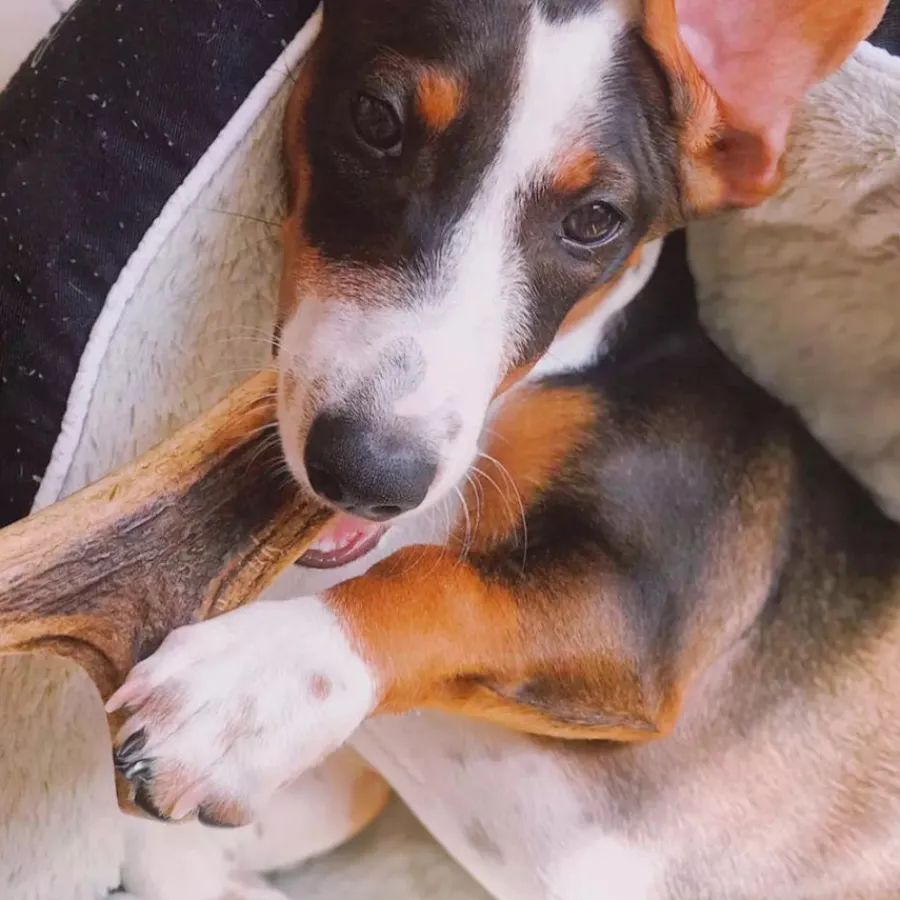 Wild Balance Asta de Ciervo entera mordedor para perros Best