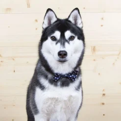 Guau Christmas Wonder Christmas Comet Pajarita Azul para perros Online
